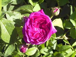 Dernier avantage il drageonne et fait de nombreux petits; Rosier Charles De Mills Rose Gallique Achat Et Vente De Rosiers En Ligne