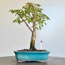 Image result for Acacia galpinii