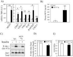 Muscles, attached to bones or internal organs and blood vessels, are responsible for movement. Insulin Resistance Is Associated With Mcp1 Mediated Macrophage Accumulation In Skeletal Muscle In Mice And Humans