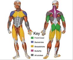 Lateral lip of bicipital groove of humerus and anterior lip of deltoid tuberosity. What Muscles Are Used In Swimming Elite Sports Clubs