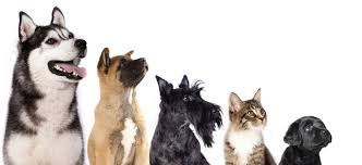 Travailler Avec Les Animaux Les 10 Qualites Requises