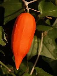 Image result for Trochomeria macrocarpa