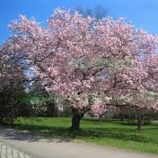 Maybe you would like to learn more about one of these? Prunus Accolade Japanese Cherry Tree Bare Root Trees Cherry Fruit Tree Flowering Cherry Tree Trees To Plant
