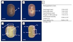 Image result for Teramnus repens