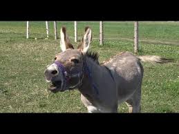 The llama, the alpaca, the guanaco. Donkey Sound Jackass Noise Youtube