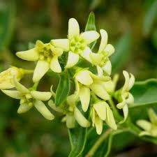 Image result for Vincetoxicum