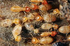 We offer free inspections and estimates. Bergen County Termite Control Passaic County Termite Exterminator Precise Pest Control Services