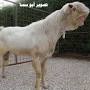 Why do Damascus goats look like that from www.quora.com