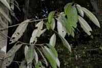 Image result for Chrysophyllum gorungosanum