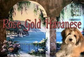 Maybe you would like to learn more about one of these? Akc Havanese Puppies For Sale Ft Myers Fl