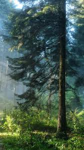 Maybe you would like to learn more about one of these? Green Deep Forest Wallpaper Hd Mobile Desktop Wallpaper