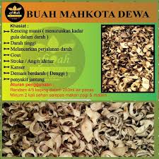 Cara mengolah mahkota dewa bagia dewa bagian n batang cukup sederhana. Cara Makan Buah Mahkota Dewa Kering