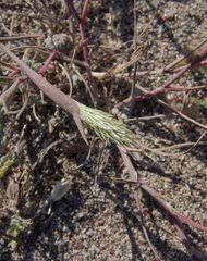 Image result for Cleistachne