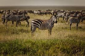 Serengeti And Zanzibar Tanzania Safari Tour Review Travel