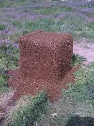 Pin Von Eisblumeblumella Auf Tiere Bienen Hummeln Bienen Halten