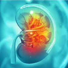 According to powell and kaminski (2016), membrane transport is the i this case, the cell will not change size. Osmosis And Its Role In Human Biology And Health Let S Talk Science