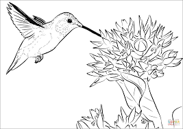 coloriage colibri roux coloriages a imprimer gratuits images de chien