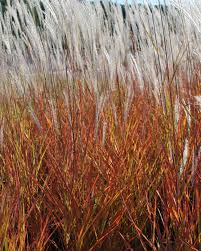 Image result for Miscanthus