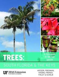 This video is about flowering trees which could be used more often in south florida. Trees South Florida And The Keys Koeser Andrew K Friedman Melissa H Hasing Gitta Franck Alan R 9781683400158 Amazon Com Books