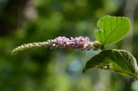 Image result for Polhillides