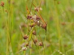 Image result for Themeda triandra