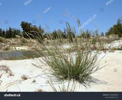 Image result for Eragrostis atrovirens