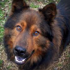She will come with a full set of shots, puppy food puppy. Chow Chow German Shepherd Mix Puppy Petsidi