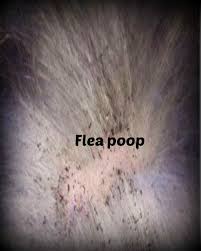 Natural Flea And Tick Spray Atlast Natural Flea Spray Flea And Tick Spray Natural Flea Spray Flea Spray