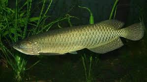 5,897 likes · 1 talking about this · 11 were here. 7 Jenis Ikan Hias Air Tawar Langka Dan Indah
