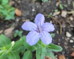 Image result for Vandellia humilis