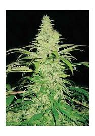 Check spelling or type a new query. Northern Lights Feminized Marijuana Seeds