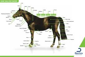 downloads anatomy charts dechra veterinary products