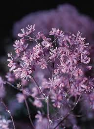 Image result for Thalictrum