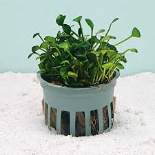 Image result for Eleocharis minuta