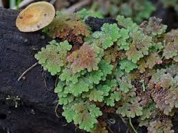Image result for Azolla filiculoides