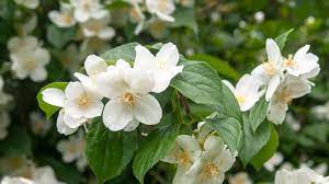 Maybe you would like to learn more about one of these? Mock Orange Plant Care Growing Guide