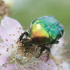 Bei käfern im garten muss die art genau identifiziert werden, um einen schädlichen einfluss auf die pflanzen auszuschließen. Kafer Im Naturgarten