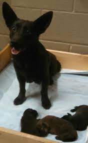 Adopt Mother Dog And 4 Puppies On Petfinder Corgi Dog Puppies Dogs