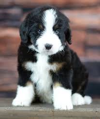 This list is updated regularly as puppies are reserved. Available Bernedoodle Puppies In Tennessee Tri Color Bernedoodle Puppies From Ocoee River Doodles