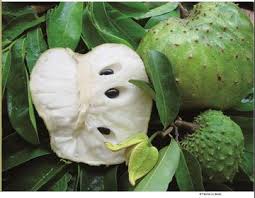 Native to tropical areas of central and south america, it serves a dietary supplement used. Soursop Annona Muricata L