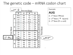 Transcription And Translation And The Genetic Code Online
