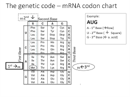 transcription and translation and the genetic code online