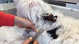 Remove Tangled And Matted Hair Dematting Dog Pet Grooming Youtube Matted Dog Hair Matted Hair Pet Grooming