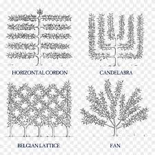 Shop fruit trees online now. How To Espalier Fruit Trees Stark Bros Espalier Apple Espalier Trees Hd Png Download 896x814 635026 Pngfind