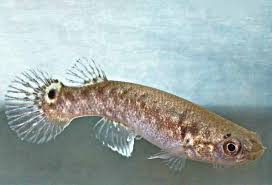 Image result for Rhipidoglossum globulosocalcaratum