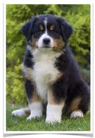 We did not find results for: 88 Puppy Australian Shepherd Pictures L2sanpiero
