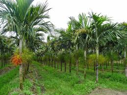 Image result for Ptychosperma elegans