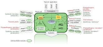 We did not find results for: Plants Free Full Text Exogenous Rna As A Regulatory Signal During A Plant S Interaction With The Biotic Environment An Evolutionary Perspective And Future Applications In Agriculture Html