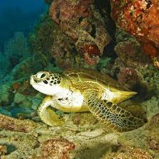 Sea Turtle Turtle Love Turtle Underwater Sea