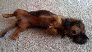 Stomach cancer in dogs can be a silent killer because the animal is usually in the advanced stages by the time he shows signs of illness. Warning Signs Of Cancer In Dogs